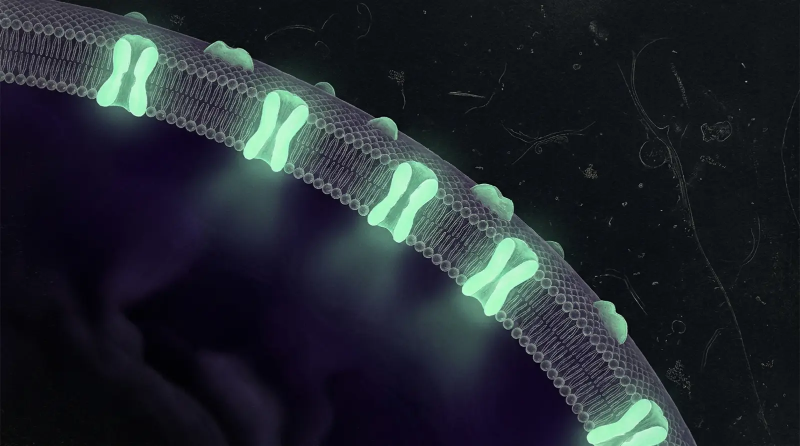 Cross-section of a cell membrane, nothing passes through
